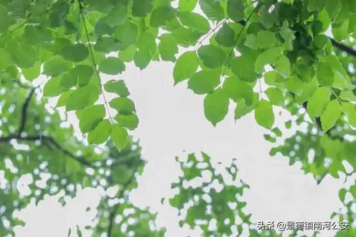 诗词｜8首夏日田园诗，梅子熟时，花开半夏，美到心醉