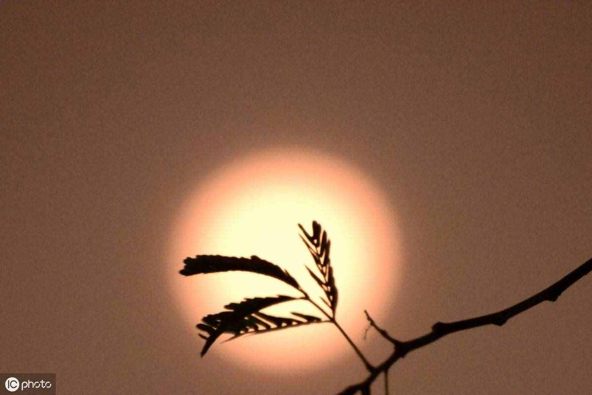 抒情散文《最美中秋月》，请欣赏