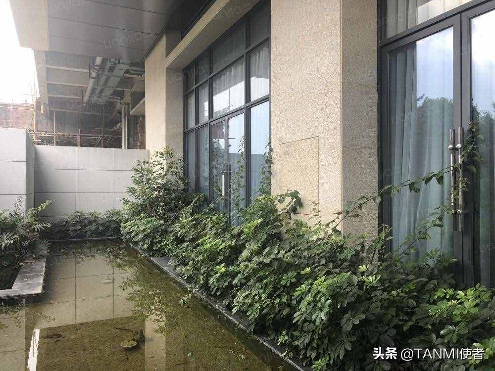 成都网红小区“空中森林”，房屋被植物覆盖，夏天不招蚊子吗？