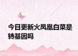 今日更新火凤凰白菜是转基因吗