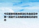 今日更新何须浅碧深红色自是花中第一流是什么花指的是桂花还是牡丹