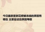今日最新更新花呗被冻结的原因有哪些 主要是这些原因导致