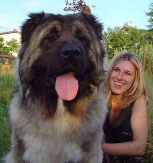世界十大强悍猛犬