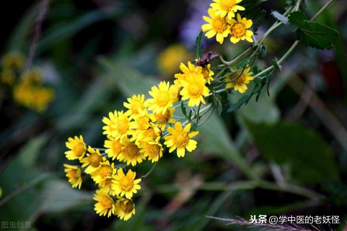 中药里的野菊花
