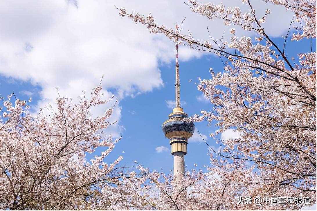 清明踏青小指南｜人间最美四月天 这10个地方值得一去