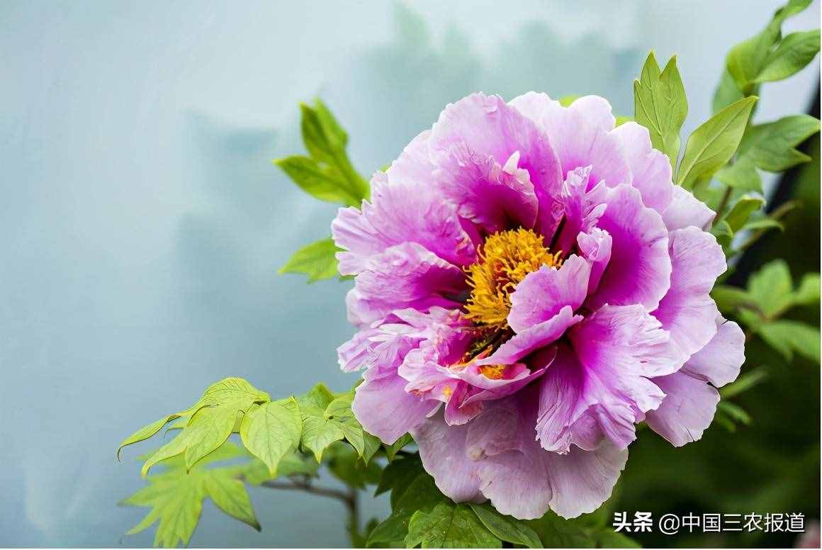 清明踏青小指南｜人间最美四月天 这10个地方值得一去