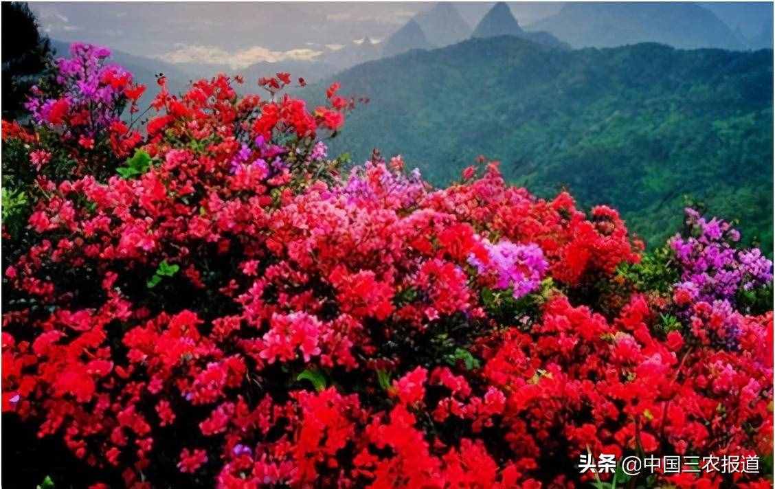 清明踏青小指南｜人间最美四月天 这10个地方值得一去
