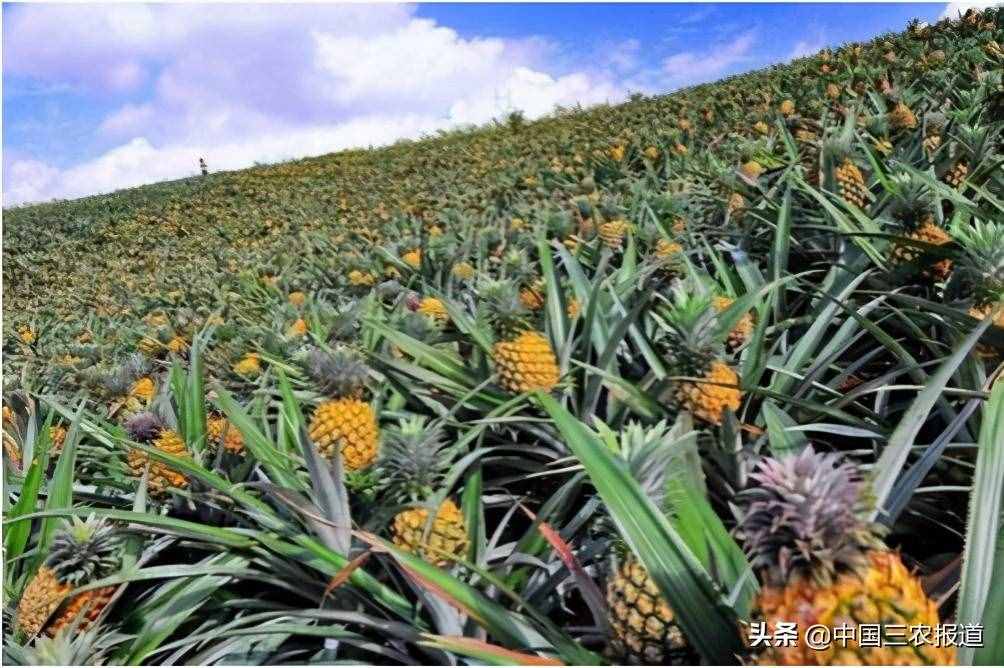 清明踏青小指南｜人间最美四月天 这10个地方值得一去