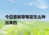 今日更新草莓是怎么种出来的