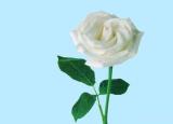 今日更新白色玫瑰花语（白玫瑰花语是什么）