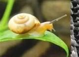 今日更新蜗牛有多少颗牙齿（蜗牛）