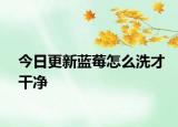 今日更新蓝莓怎么洗才干净