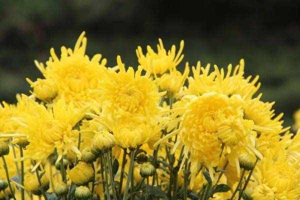 我们的节日·重阳节｜重阳节习俗知多少