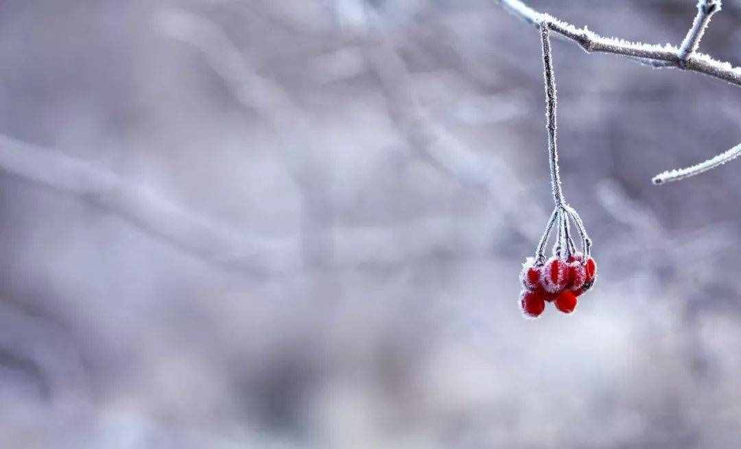 十首小雪诗词：小雪飘扬，一片飞来一片寒