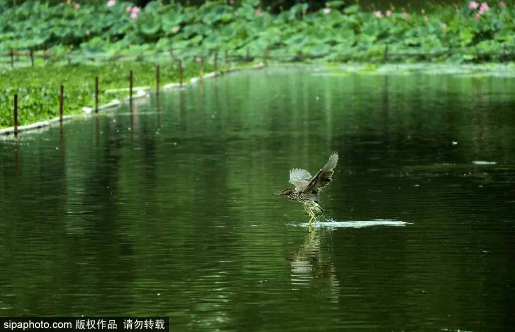 全部免费！北京这些公园人少景美，还能放风筝！假期去正好！
