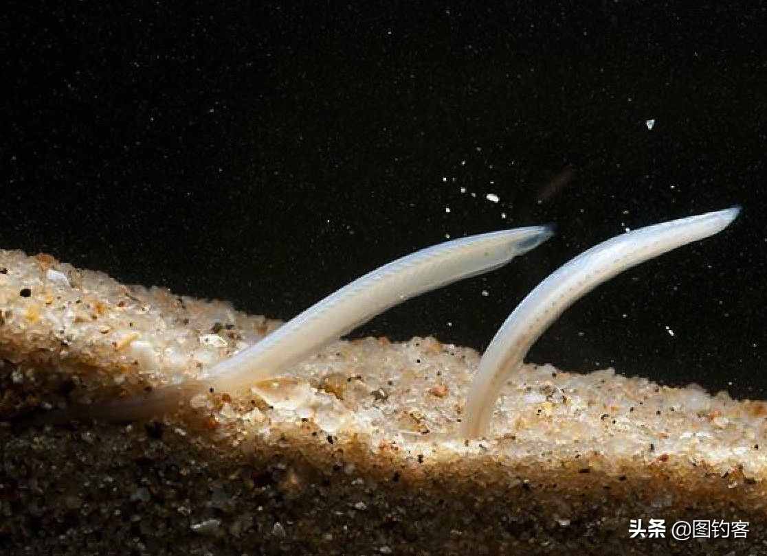 文昌鱼：因朱熹而得名，在地球上存在了5亿年，是生物“活化石”