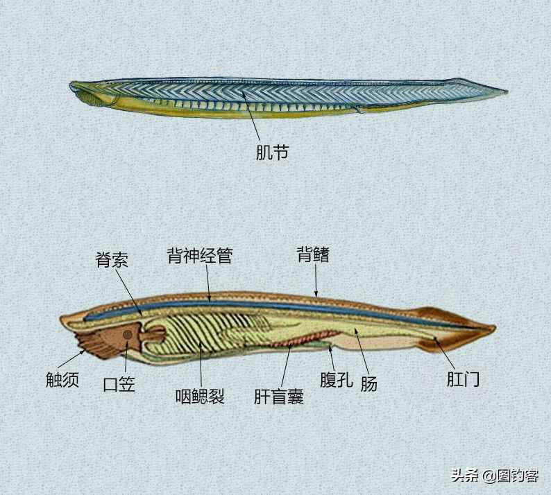 文昌鱼：因朱熹而得名，在地球上存在了5亿年，是生物“活化石”
