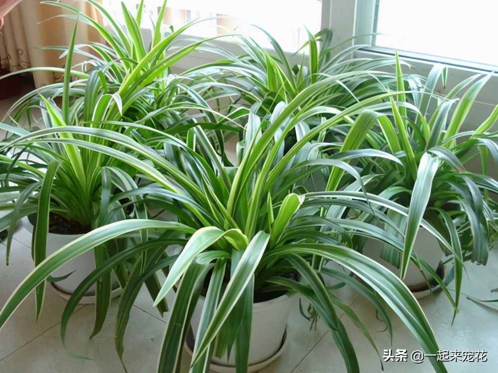 5种盆栽植物，养护省心，比绿萝还好养，适合新手