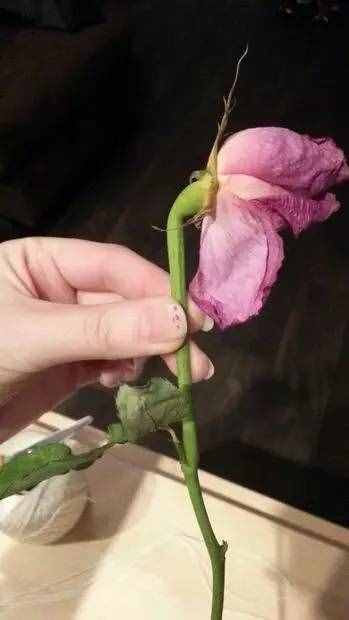 手把手教你做玫瑰干花