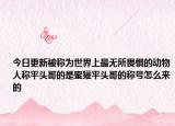今日更新被称为世界上最无所畏惧的动物人称平头哥的是蜜獾平头哥的称号怎么来的