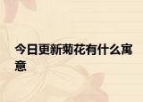 今日更新菊花有什么寓意