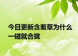 今日更新含羞草为什么一碰就合拢