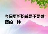 今日更新松茸是不是蘑菇的一种