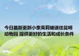 今日最新更新小象莫莉被送往昆明动物园 提供更好的生活和成长条件