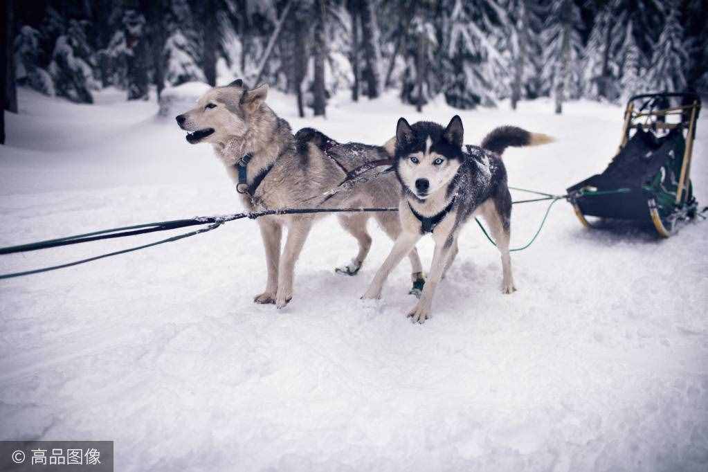 傲立于冰天雪地的风之子，你家里可能就养着一只