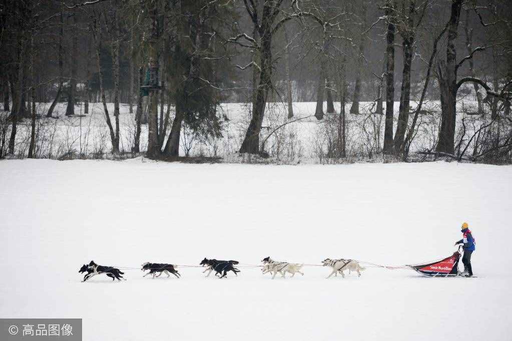 傲立于冰天雪地的风之子，你家里可能就养着一只