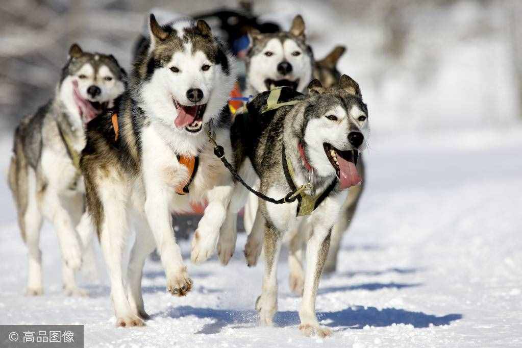 傲立于冰天雪地的风之子，你家里可能就养着一只