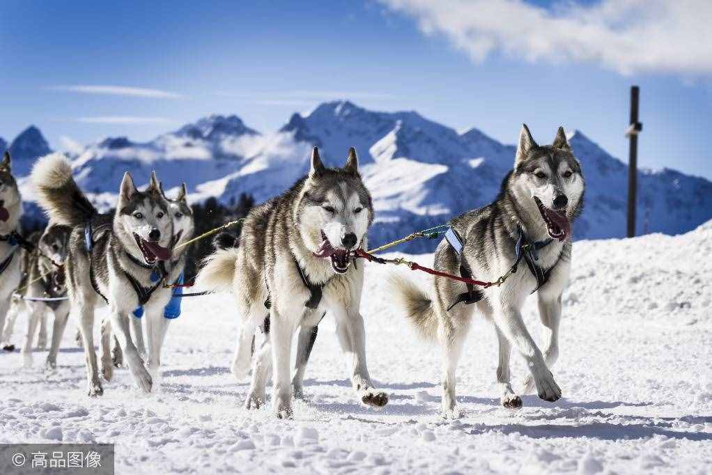 傲立于冰天雪地的风之子，你家里可能就养着一只
