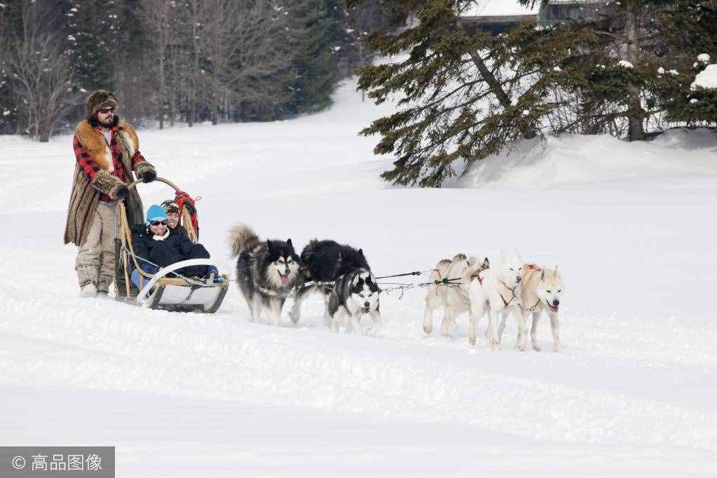 傲立于冰天雪地的风之子，你家里可能就养着一只