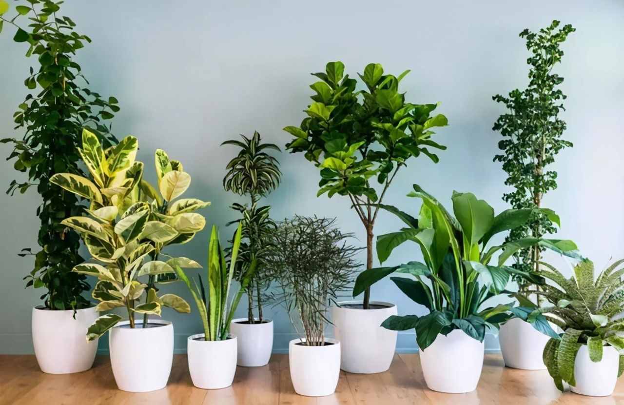 寓意好的5种花，清新又高雅，适合打造简约、时尚的家居