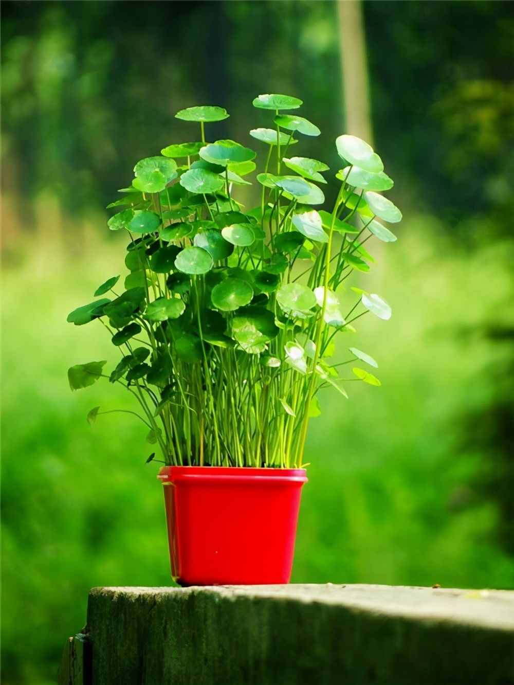 寓意好的5种花，清新又高雅，适合打造简约、时尚的家居