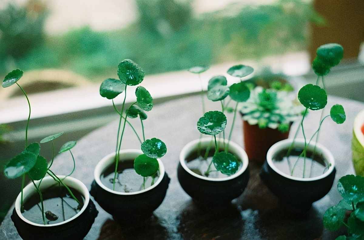 寓意好的5种花，清新又高雅，适合打造简约、时尚的家居