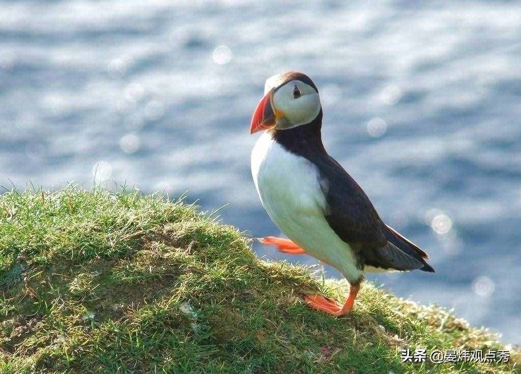 萌萌的海鹦 可不止是像“表情包”那么简单