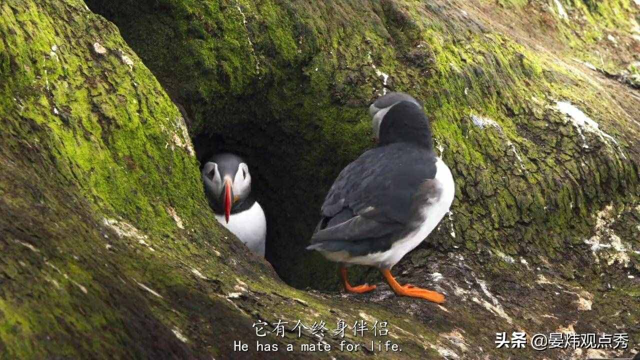 萌萌的海鹦 可不止是像“表情包”那么简单
