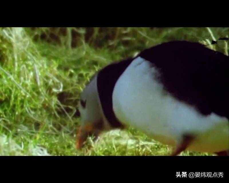 萌萌的海鹦 可不止是像“表情包”那么简单