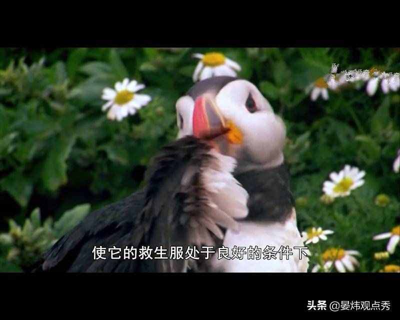 萌萌的海鹦 可不止是像“表情包”那么简单