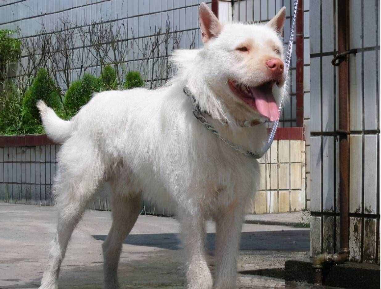 被淡忘的中国四大名犬，世界的影响，国犬的骄傲
