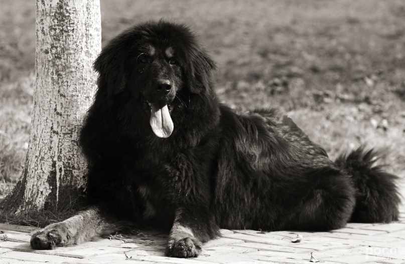 被淡忘的中国四大名犬，世界的影响，国犬的骄傲
