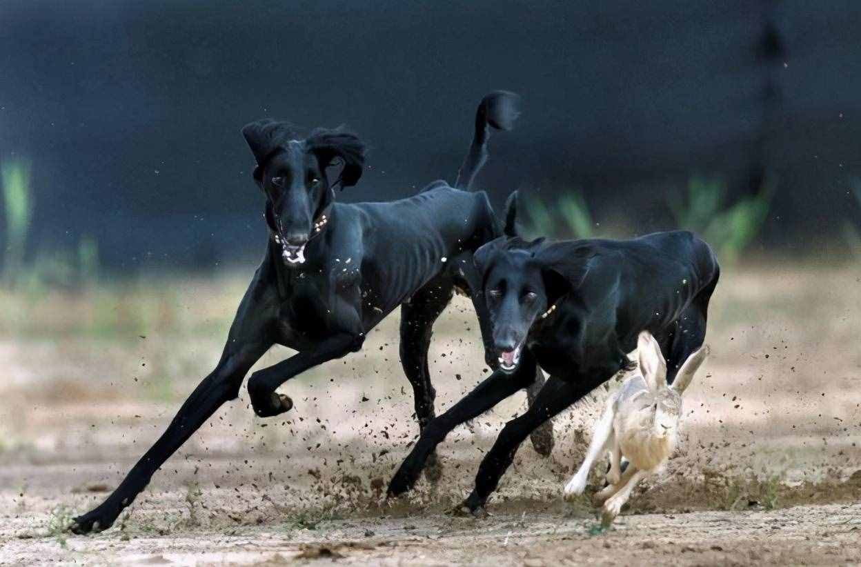 被淡忘的中国四大名犬，世界的影响，国犬的骄傲