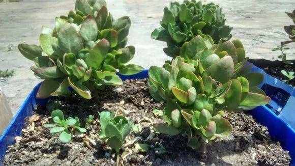 长寿花全套养护攻略，简单学两招就管用，省得光长叶不开花