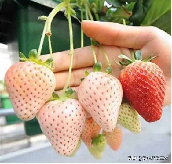 十大暴利种植项目，原来农村赚钱真不难，建议收藏