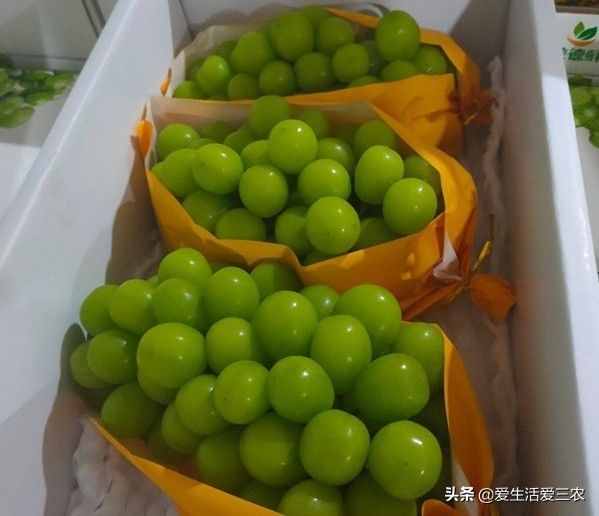 十大暴利种植项目，原来农村赚钱真不难，建议收藏