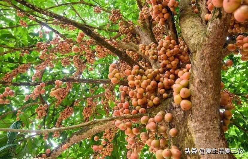 十大暴利种植项目，原来农村赚钱真不难，建议收藏