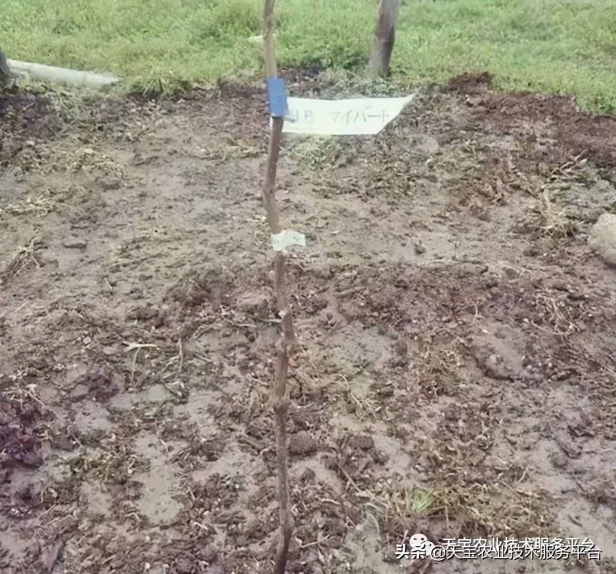 种好阳光玫瑰这些关键技术得知道