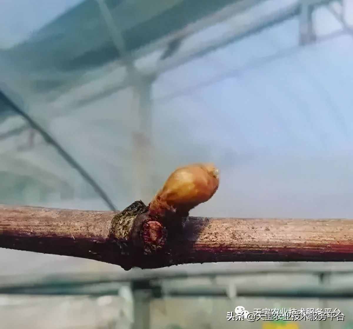种好阳光玫瑰这些关键技术得知道
