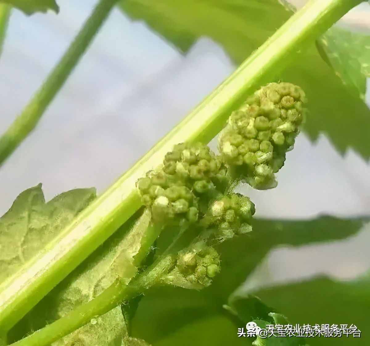 种好阳光玫瑰这些关键技术得知道